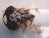 Euscorpius sp.
